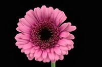 Gerbera