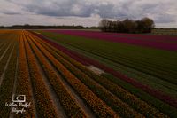 Tulpenveld